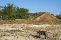 SüdaErste Pirschfahrt am Nachmittag im Timbavati Naturreservat in Südafrika