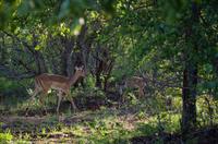 Erste Pirschfahrt am Nachmittag im Timbavati Naturreservat in Südafrika