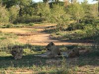 Erste Pirschfahrt am Nachmittag im Timbavati Naturreservat in Südafrika