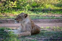 Erste Pirschfahrt am Nachmittag im Timbavati Naturreservat in Südafrika
