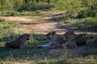 Erste Pirschfahrt am Nachmittag im Timbavati Naturreservat in Südafrika