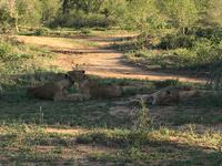 Erste Pirschfahrt am Nachmittag im Timbavati Naturreservat in Südafrika