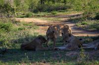 Erste Pirschfahrt am Nachmittag im Timbavati Naturreservat in Südafrika