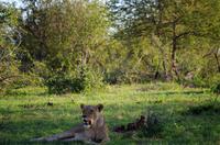 Erste Pirschfahrt am Nachmittag im Timbavati Naturreservat in Südafrika