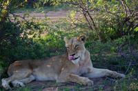 Erste Pirschfahrt am Nachmittag im Timbavati Naturreservat in Südafrika