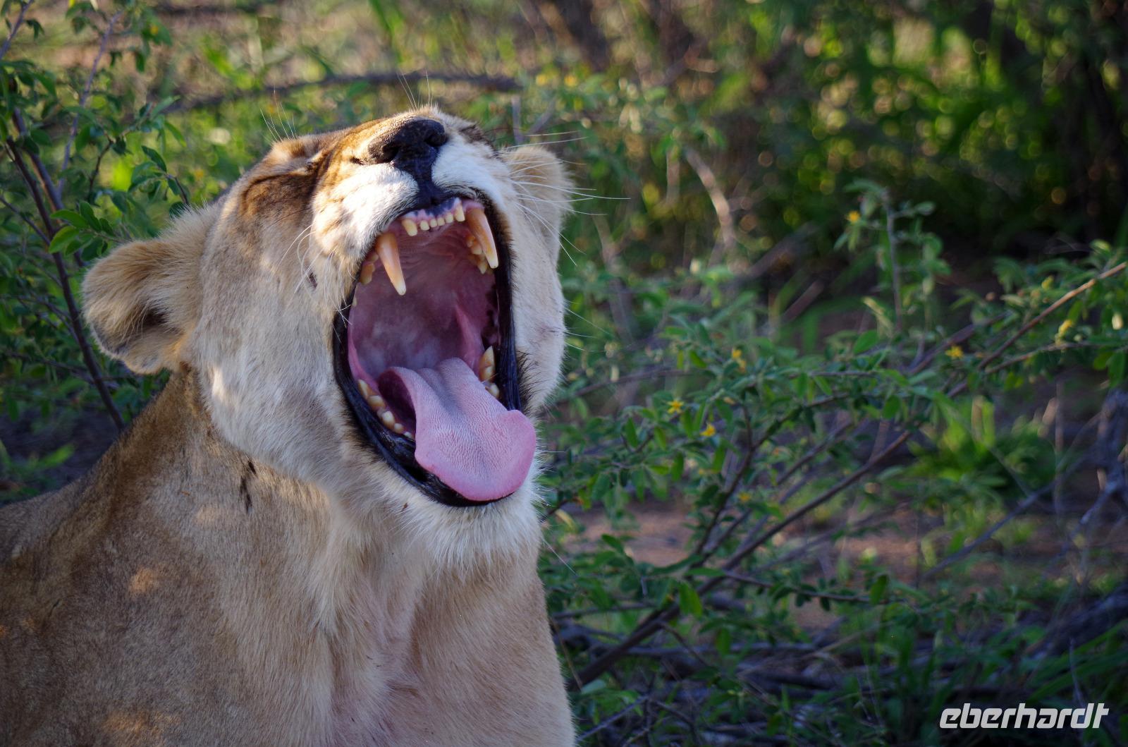 Erste Pirschfahrt am Nachmittag im Timbavati Naturreservat in Südafrika