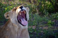 Erste Pirschfahrt am Nachmittag im Timbavati Naturreservat in Südafrika
