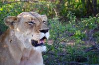 Erste Pirschfahrt am Nachmittag im Timbavati Naturreservat in Südafrika
