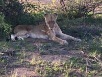 Erste Pirschfahrt am Nachmittag im Timbavati Naturreservat in Südafrika