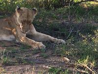 Erste Pirschfahrt am Nachmittag im Timbavati Naturreservat in Südafrika