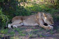 Erste Pirschfahrt am Nachmittag im Timbavati Naturreservat in Südafrika