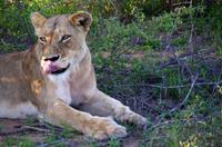 Erste Pirschfahrt am Nachmittag im Timbavati Naturreservat in Südafrika