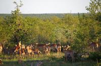 Erste Pirschfahrt am Nachmittag im Timbavati Naturreservat in Südafrika