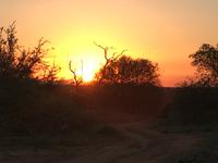 Erste Pirschfahrt am Nachmittag im Timbavati Naturreservat in Südafrika