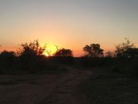 Erste Pirschfahrt am Nachmittag im Timbavati Naturreservat in Südafrika