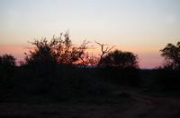 Erste Pirschfahrt am Nachmittag im Timbavati Naturreservat in Südafrika