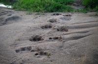 Zweite Pirschfahrt am Vormittag im Timbavati Naturreservat in Südafrika
