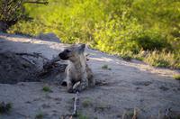 Zweite Pirschfahrt am Vormittag im Timbavati Naturreservat in Südafrika