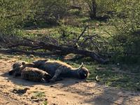 Zweite Pirschfahrt am Vormittag im Timbavati Naturreservat in Südafrika