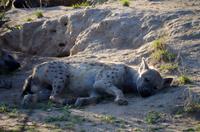Zweite Pirschfahrt am Vormittag im Timbavati Naturreservat in Südafrika