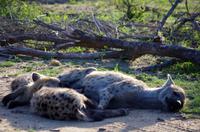 Zweite Pirschfahrt am Vormittag im Timbavati Naturreservat in Südafrika