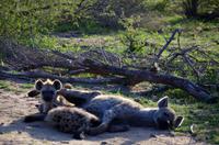Zweite Pirschfahrt am Vormittag im Timbavati Naturreservat in Südafrika