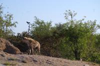 Zweite Pirschfahrt am Vormittag im Timbavati Naturreservat in Südafrika
