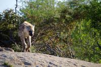 Zweite Pirschfahrt am Vormittag im Timbavati Naturreservat in Südafrika