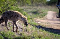 Zweite Pirschfahrt am Vormittag im Timbavati Naturreservat in Südafrika