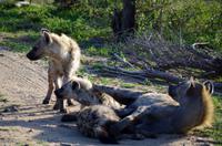 Zweite Pirschfahrt am Vormittag im Timbavati Naturreservat in Südafrika