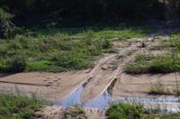 Zweite Pirschfahrt am Vormittag im Timbavati Naturreservat in Südafrika