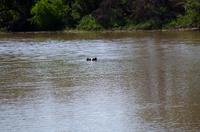 Zweite Pirschfahrt am Vormittag im Timbavati Naturreservat in Südafrika