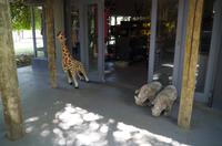 Mittagspause in der Simbavati River Lodge 