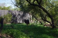 Simbavati River Lodge