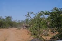 Dritte Pirschfahrt am Nachmittag im Timbavati Naturreservat in Südafrika