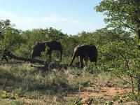 Dritte Pirschfahrt am Nachmittag im Timbavati Naturreservat in Südafrika