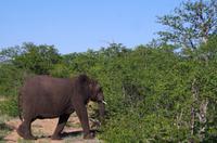Dritte Pirschfahrt am Nachmittag im Timbavati Naturreservat in Südafrika