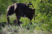Dritte Pirschfahrt am Nachmittag im Timbavati Naturreservat in Südafrika