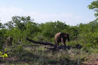 Dritte Pirschfahrt am Nachmittag im Timbavati Naturreservat in Südafrika