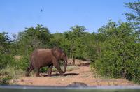 Dritte Pirschfahrt am Nachmittag im Timbavati Naturreservat in Südafrika