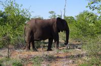 Dritte Pirschfahrt am Nachmittag im Timbavati Naturreservat in Südafrika
