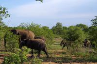 Dritte Pirschfahrt am Nachmittag im Timbavati Naturreservat in Südafrika