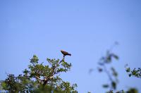 Dritte Pirschfahrt am Nachmittag im Timbavati Naturreservat in Südafrika
