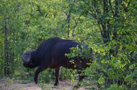 Dritte Pirschfahrt am Nachmittag im Timbavati Naturreservat in Südafrika