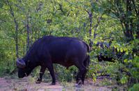 Dritte Pirschfahrt am Nachmittag im Timbavati Naturreservat in Südafrika