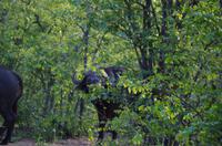 Dritte Pirschfahrt am Nachmittag im Timbavati Naturreservat in Südafrika