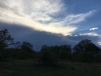 Dritte Pirschfahrt am Nachmittag im Timbavati Naturreservat in Südafrika