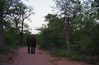 Dritte Pirschfahrt am Nachmittag im Timbavati Naturreservat in Südafrika