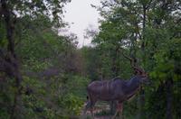 Dritte Pirschfahrt am Nachmittag im Timbavati Naturreservat in Südafrika