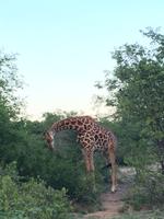 Dritte Pirschfahrt am Nachmittag im Timbavati Naturreservat in Südafrika